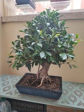 AFFARE FiCuS ReTuSa Bonsai h