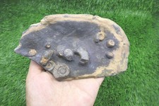 Rarissimo piatto Platyclymenia