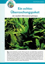 La felce di Java Microsorum