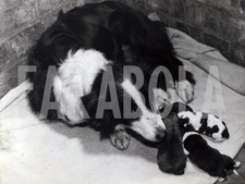 Foto vintage Animali, una mamma con i suoi cuccioli di cane, stampa 21 x 15 cm