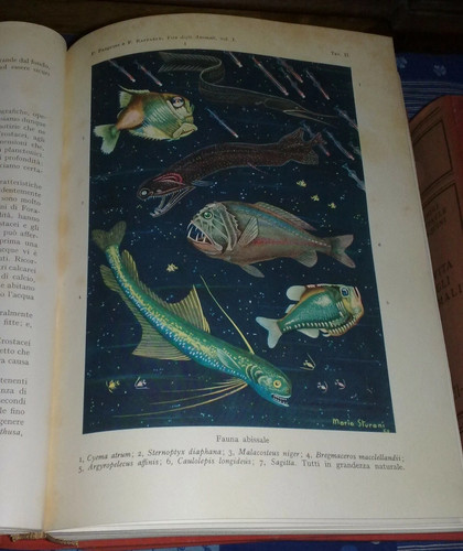 Vita degli animali utet - degli,