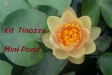 KIT tinozza 4 piante: 2 ninfee piccole (CHRYSANTHA + BATEAU) + Myrio + Iris