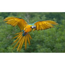 Cialda in Ostia Pappagallo Ara