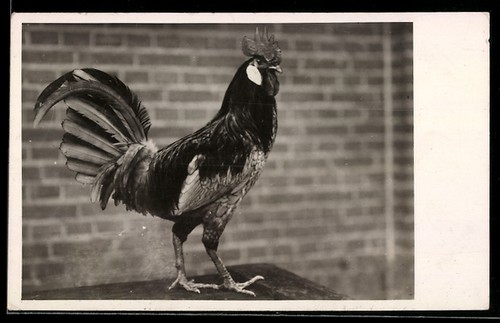 Cartolina ritratto gallo - un,