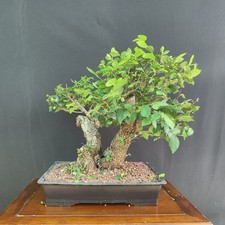 Pre bonsai olmo campestre - pre, di