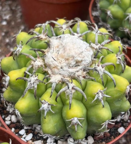 Discocactus ferricola casuale
