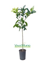 Pianta di Pompelmo Star Ruby o