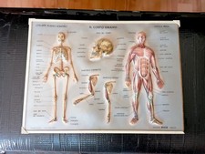 TAVOLA DIDATTICA ANATOMICA