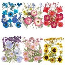 6 Set di Fiori Secchi Pressati