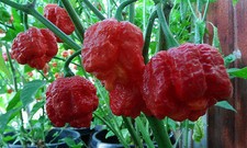 20 SEMI PEPERONCINO TRINIDAD MORUGA SCORPION "..