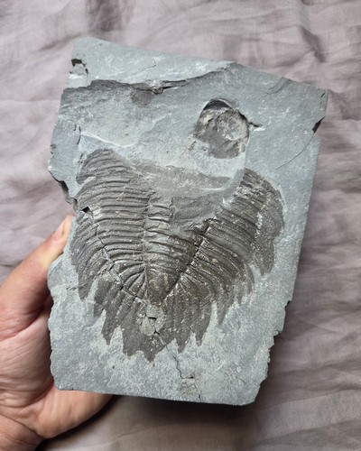 Rarissimo arctinurus boltoni - arctinurus,