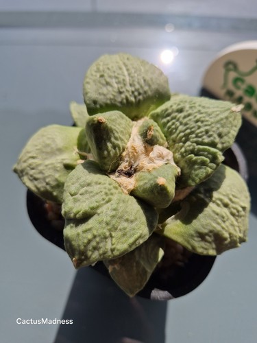 Ariocarpus - 🌵,