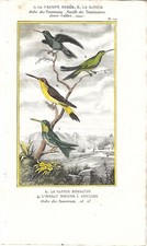 Stampa antica UCCELLI COLIBRI'