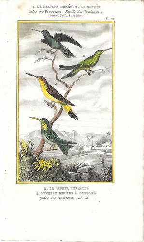 Stampa antica uccelli - antica,