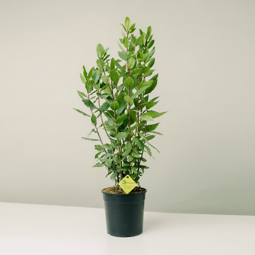 Plantì laurus nobilis - plantì,