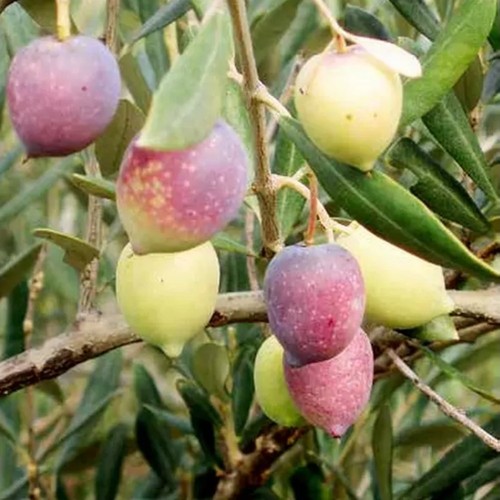 Pianta ulivo piantone di - di,