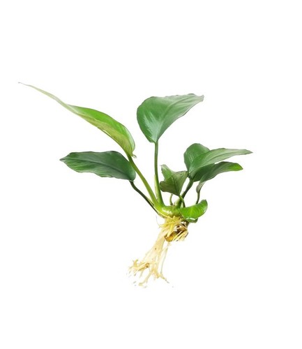 Anubias barteri var nana - barteri, var.
