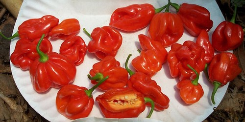 Semi peperoncino - 20,