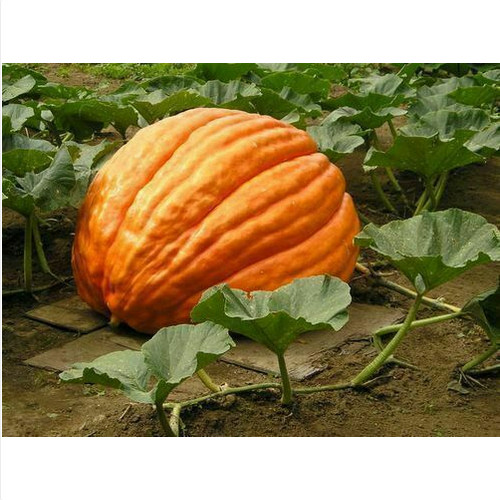Semi zucca gigante big - semi, di
