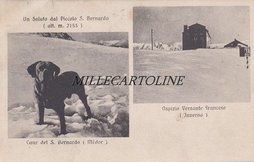 Aosta piccolo bernardo - piccolo,