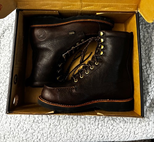 Setter irlandese red wing - setter,