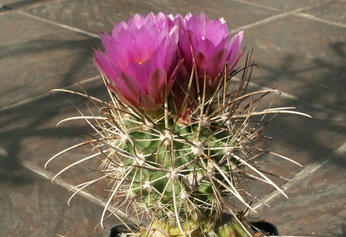 Sclerocactus parviflorus vzd - sclerocactus,