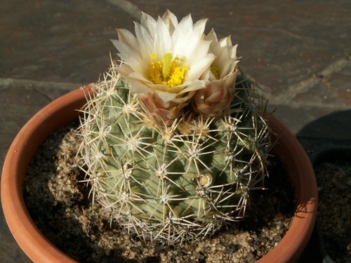 Sclerocactus mesae verdae - , sb
