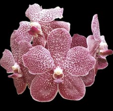 Vanda Tung Tung Diamond Orchid