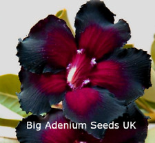 20 x Adenium Obesum, doppio