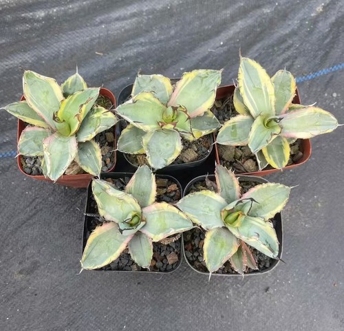 Pezzi rari cactus agave - 5,