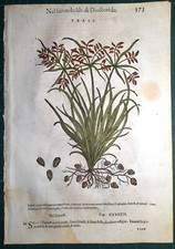 Stampa antica MATTIOLI MATTHIOLI erbario TRASI botanica 1585 Antique print