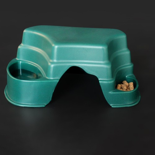 Geco leopardo nascondi drago - ,