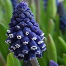 Muscari bulbi di fiori cipolle
