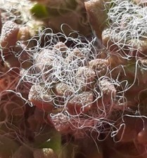 Anacampseros retusa 1000 SEEDS