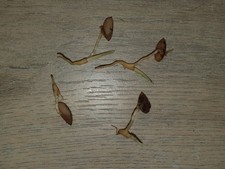 Licuala cordata 4 semi germinati