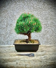 Pinus uncinata "Nana" -