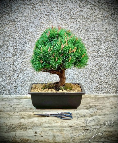 Pinus uncinata nana - pinus,