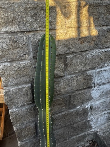 Talea cereus peruviano - talea,