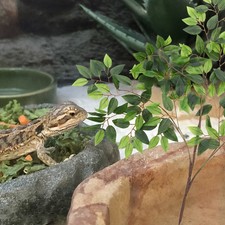  Piante Finte Per Acquario