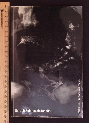 British palaeozoic fossils - british,