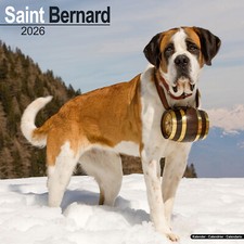 Calendario San Bernardo 2026 | Regalo Razza Cane Parete 15% SCONTO ORDINI MULTIPLI