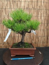 Bonsai di Pino Thumbergii h