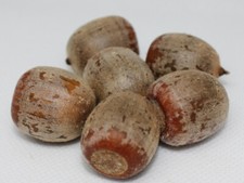 Semi albero quercia rossa