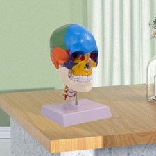 Anatomia del cranio umano