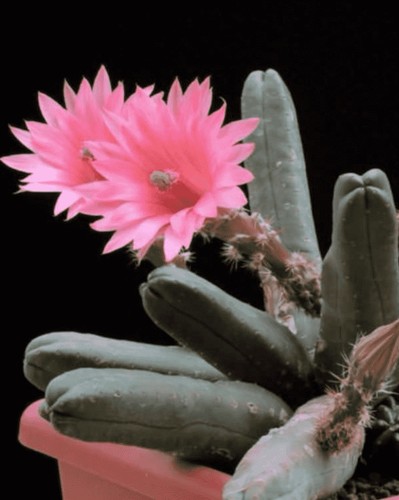 Echinocereus scheeri cactus - echinocereus,
