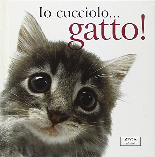 Cucciolo gatto brown - io, pam