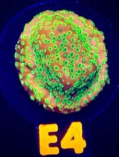WWC Sunset Imposter Montipora