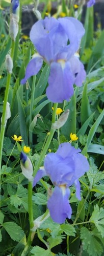 Rizomi iris - 10,