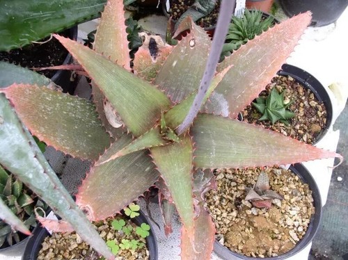 Semi aloe - 10,