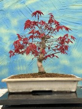 Bonsai di Joe Acer Palmatum "